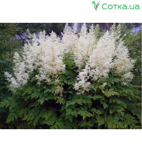Астильба Арендса (Astilbe) (A) Close Harmony®