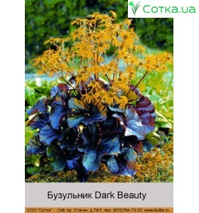 Бузульник Dark Beauty