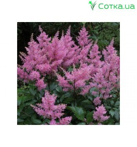 Астільба Арендса (Astilbe) (A) Darwins Dream
