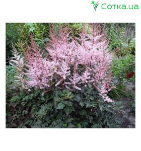 Астильба Арендса (Astilbe) (A) Delft Lace®