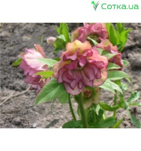 Морозник (Helleborus) Double Ellen Pink®