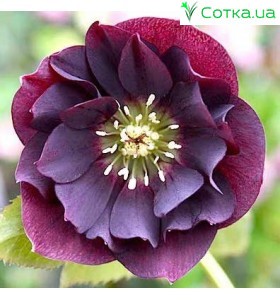 Морозник (Helleborus) Double Ellen Purple®