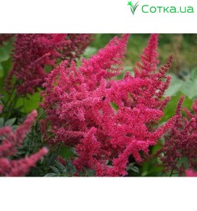 Астильба Арендса (Astilbe) (A) Else Schluck