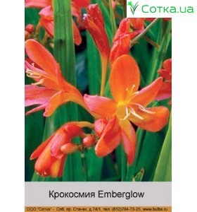 Крокосмия Emberglow