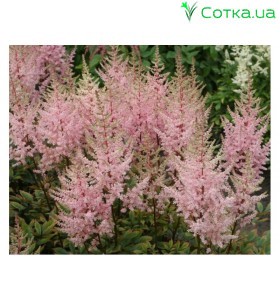Астильба Арендса (Astilbe) (A) Erika