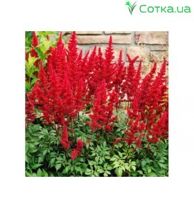 Астильба Арендса (Astilbe) (A) Fanal