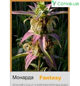 Монарда Fantasy