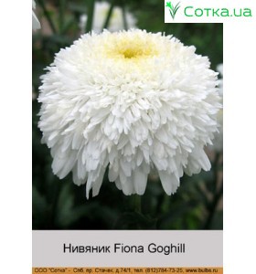 Нивяник Fiona Goghill