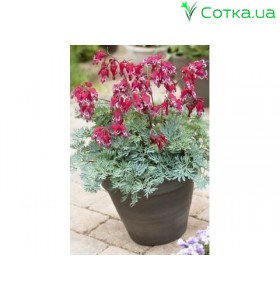 Дицентра (Dicentra) Fire Island (Hihou)®