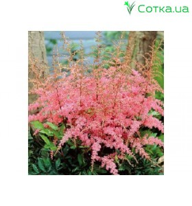 Астильба Арендса (Astilbe) (A) Flamingo®