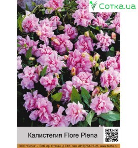 Калистегия Flore Plena