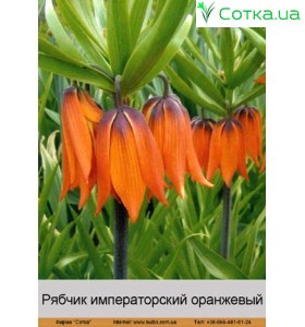 Рябчик Императорский ОРАНЖЕВЫЙ
