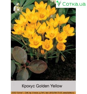 Крокус Golden Yellow