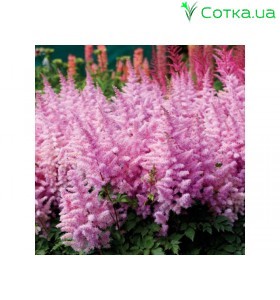 Астільба Арендса (Astilbe) (A) Ice Cream®