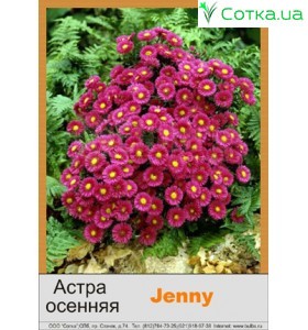 Астра кустовая Jenny