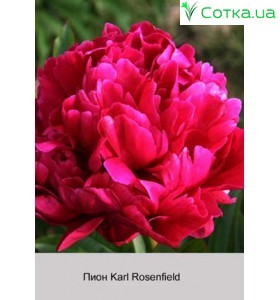 Піон Karl Rosenfield
