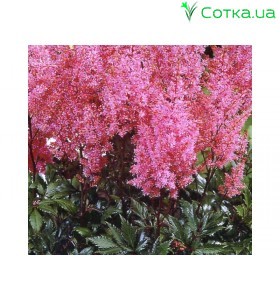 Астильба Арендса (Astilbe) (A) Lollypop®