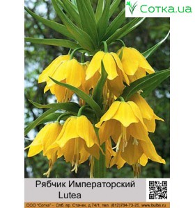 Рябчик Императорский Lutea
