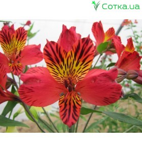 Альстромерия (Alstroemeria) Majestic Chinon®