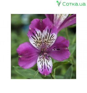 Альстромерия (Alstroemeria) Majestic Montsoreau®
