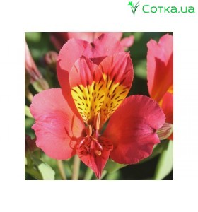  Альстромерія (Alstroemeria) Majestic Tierce®