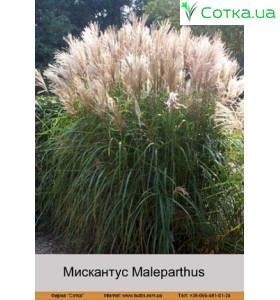 Мискантус Maleparthus