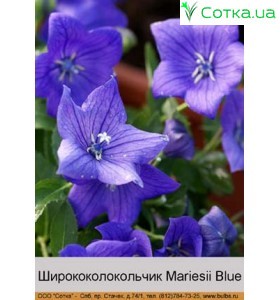 Широкодзвіночок Mariesii Blue