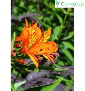 Альстремерия (Alstroemeria) Orange King