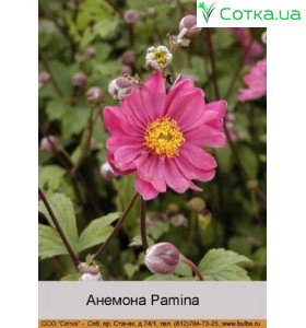 Анемона Pamina