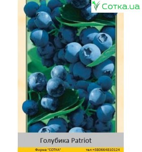 Голубика Patriot