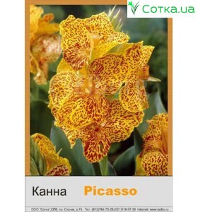 Канна Picasso