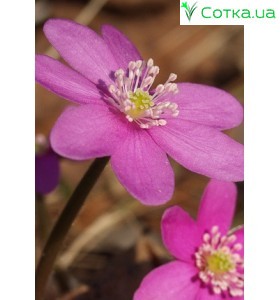 Печеночниця (Hepatica) Pink Forest Hybrids®