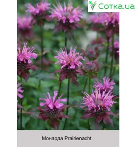 Монарда Prairienacht