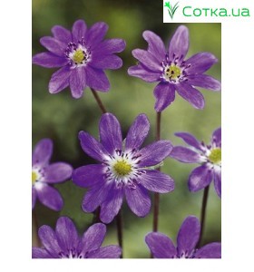 Печеночница (Hepatica) Purple Forest Hybrids®