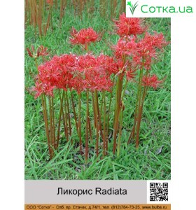 Лікоріс Radiata