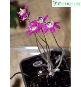 Печеночница (Hepatica) Red Forest Hybrids® 
