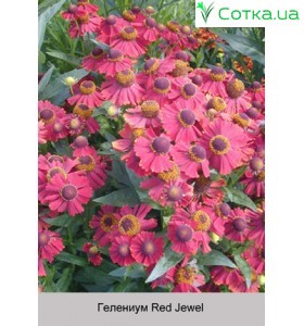 Геленіум Red Jewel