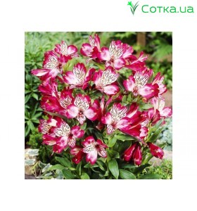 Альстромерия (Alstroemeria)  Red Lion