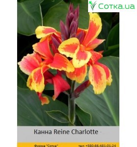 Канна Reine Charlotte