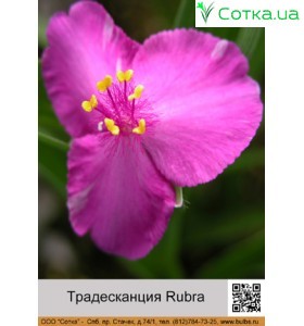 Традесканція Rubra