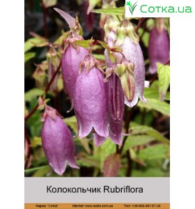 Дзвіночок Rubriflora