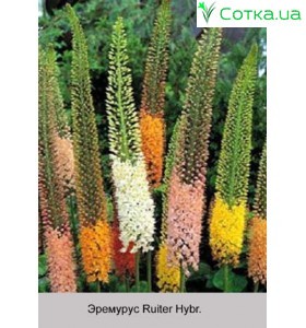 Эремурус Shellford Hybr.