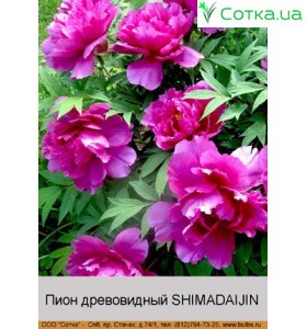 Пион деревовидный SHIMADAIJIN