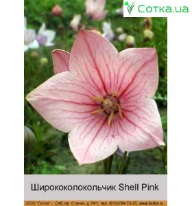 Ширококолокольчик Shell Pink