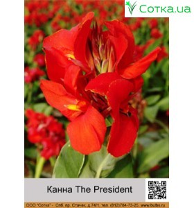 Канна The President