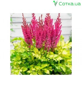 Астильба Арендса (Astilbe) (A)Thunder & Lightning®