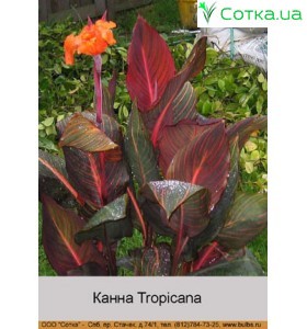 Канна Tropicana