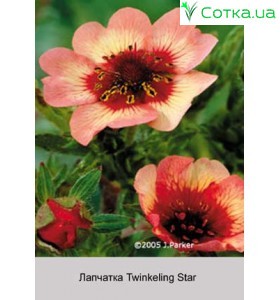 Лапчатка Twinkeling Star