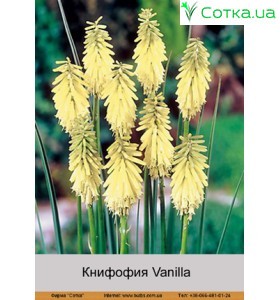 Книфофия Vanilla
