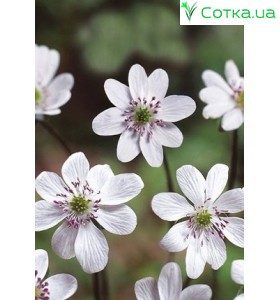 Печеночница (Hepatica) White Forest Hybrids®